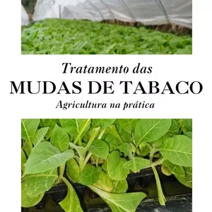 Imagem de capa para o Ebook Tratamento das mudas de tabaco 