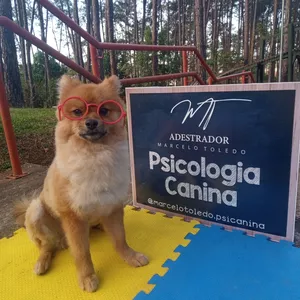 Imagem de capa para o Serviço online Consultoria online de Adestramento