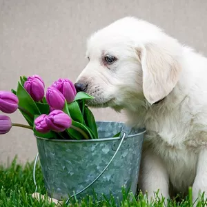 Imagen de portada para Curso online SPRO