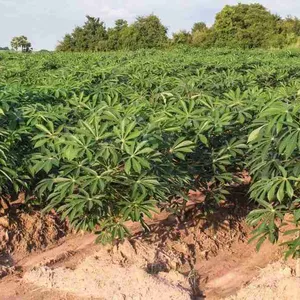 Imagem de capa para o Ebook Pragas  e doenças da Mandioca_