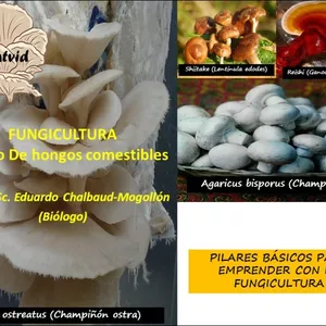 Imagen de portada para Curso online Curso Pilares de la Fungicultura