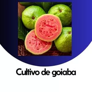 Imagem de capa para o Ebook .Cultivo de Goiaba