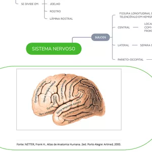 Imagem de capa para o Ebook MAPA MENTAL SISTEMA NERVOSO