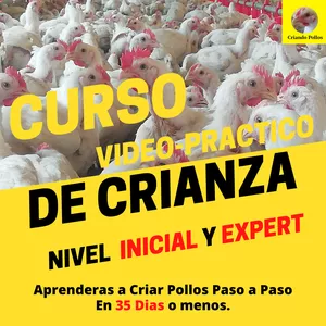 Imagen de portada para Curso online Cría Pollos de Engorde, Paso a Paso (Desde Cero) De Nivel Inicial a Expert 🐔