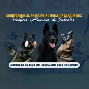 Imagem de capa para o Evento online Conhecendo as principais linhas de sangue dos Pastores Alemães de Trabalho