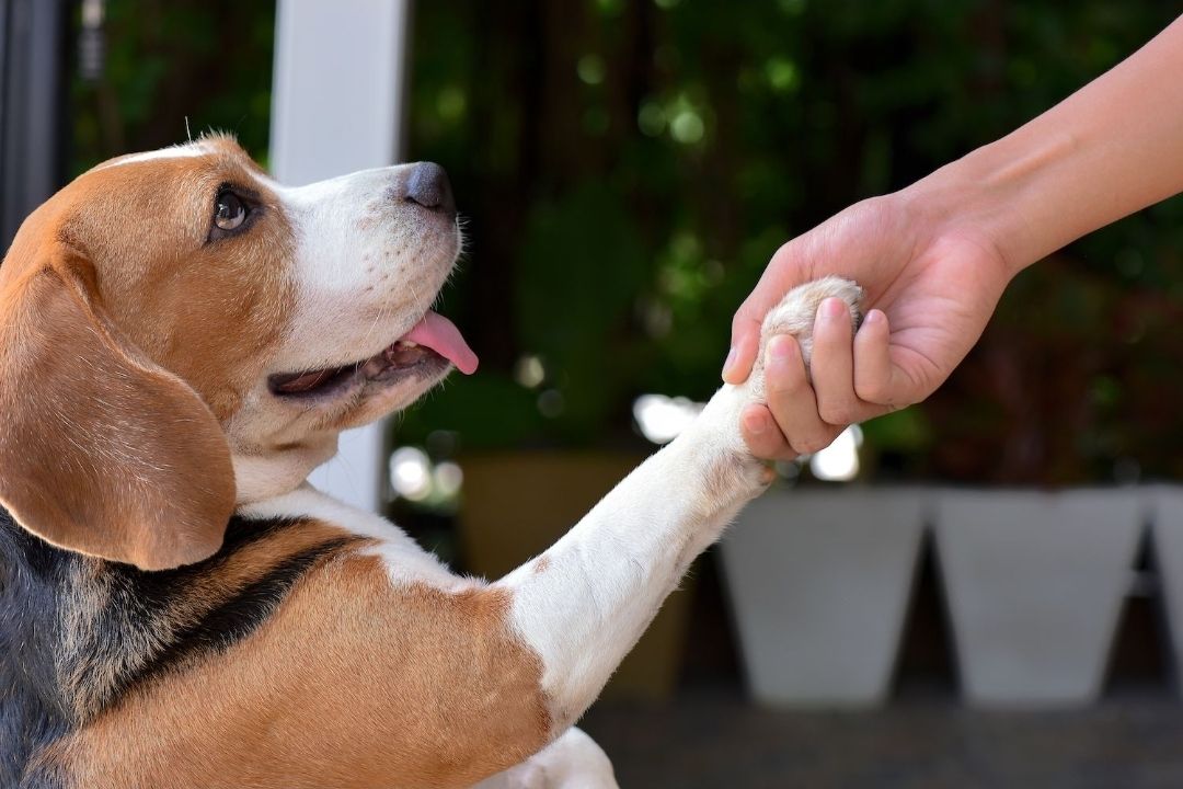 Educación Canina