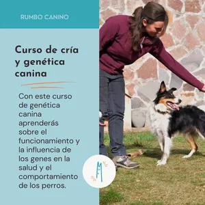Imagen de portada para Curso online Curso de cría y genética canina