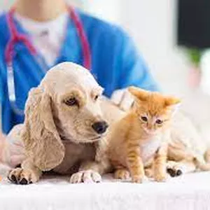 Imagem de Auxiliar de Veterinário criado por Gustavo Halley na hotmart