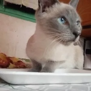 Imagen de portada para Curso online Foto de gata Siamés 