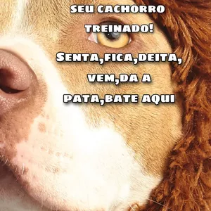 Imagem de capa para o Curso online Adestramento simples fácil