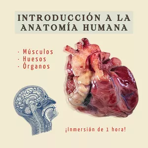 Imagen de portada para Curso online Introducción a la Anatomía Humana