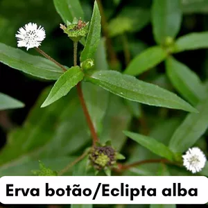 Imagem de capa para o Curso online Conhecendo plantas medicinais e pancs 