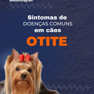 Imagem de capa para o Curso online Pack Profissão Veterinária 