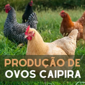 Imagem do curso Curso de Produção de Ovos Caipira