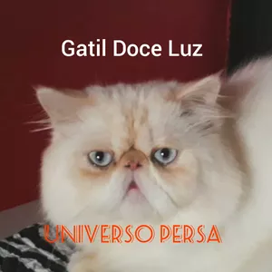 Imagem de capa para o Curso online UNIVERSO PERSA 