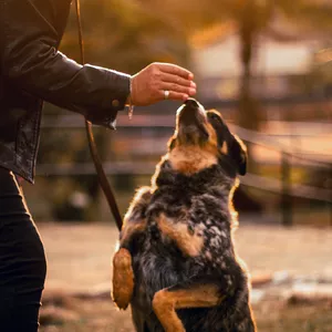 Passeio dos Sonhos com seu Cão 