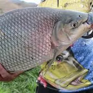 Imagem de APRENDA PESCAR O CURIMBA EM UM DIA criado por JULIO CESAR DA SILVA na hotmart