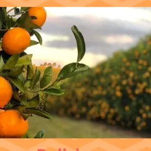 Imagem de capa para o Ebook Deliciosas Receitas de Laranja