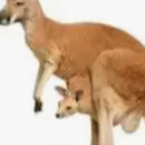 Imagem de capa para o Curso online Imagem canguru iguaçu