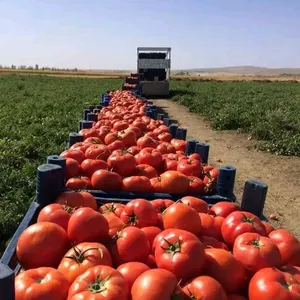 Imagem de capa para o Curso online Tomate