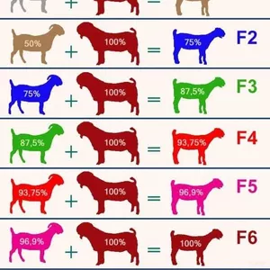 Imagem de capa para o Curso online Aprende a llegar a una raza pura