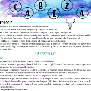 Imagen de portada para Ebook Domina la Anatomía de la Cabeza Bovina: Guía Visual y Práctica en PDF