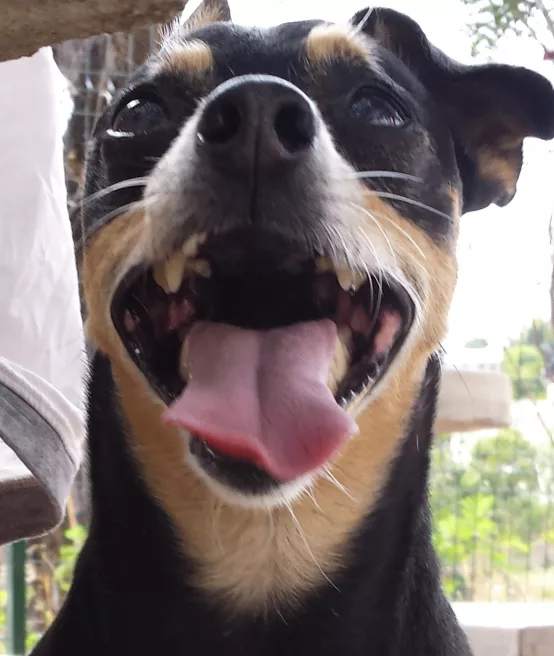 Biscoitos caseiros para seu cachorro:  Uma delícia para seu melhor amigo! — imagem 2