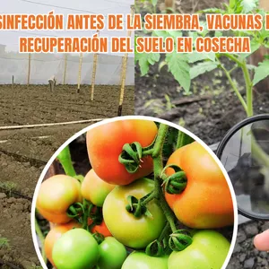 Imagen de portada para Curso online GUÍA DE DESINFECCIÓN INICIAL, VACUNAS EN CAMPO Y RECUPERACIÓN DEL SUELO EN COSECHA