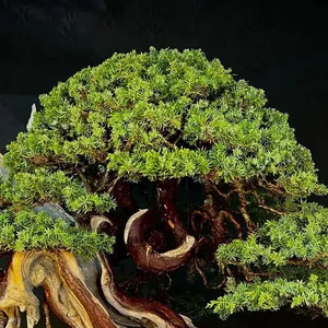 Imagem de capa para o Curso online Bonsai Básico - Ápice do Bonsai