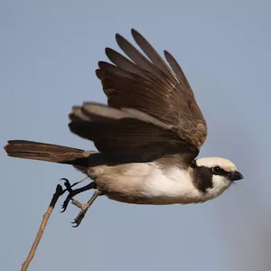 Imagen de portada para Ebook Renueva tu rutina: Estrategias para el crecimiento personal