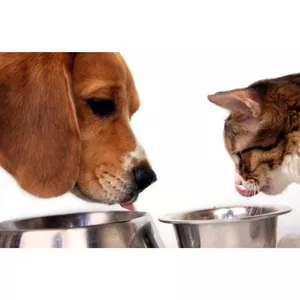 Imagem principal do produto El vínculo entre las emociones y la comida que tienen los perros y gatos hoy en día - Martes 28 Diciembre a las 18h