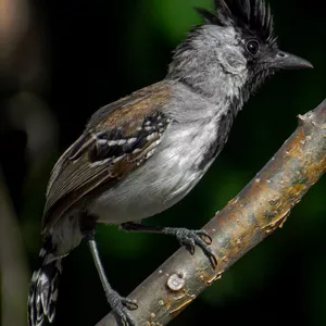 Imagem de capa para o Curso online AVES DOS BIOMAS DO BRASIL
