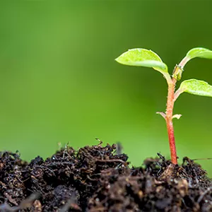 Imagem do curso Plantação de Igrejas 