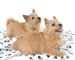 Dog Training for Essex & Suffolk Online