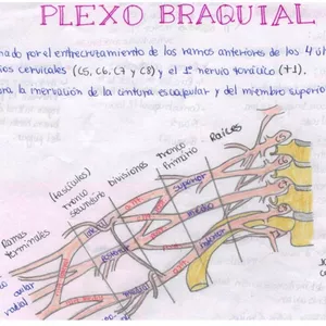 Imagen de portada para Ebook Anatomia - Resumos