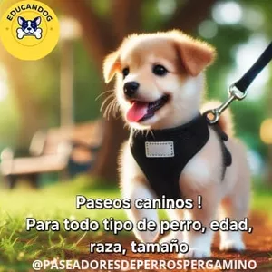 Imagen de portada para Ebook Guía Curso para Paseadores Caninos 2025