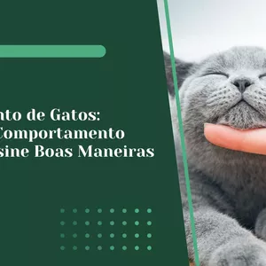 Imagem de capa para o Curso online Adestramento de Gatos: Entenda o Comportamento Felino e Ensine Boas Maneiras
