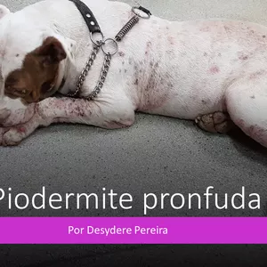 Imagem de capa para o Curso online Piodermite dos Bulls e Pastor Alemão