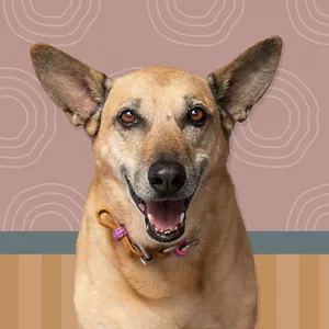 Imagen de portada para Curso online Decir Adiós: Un Acompañamiento al Final de la Vida de tu Perro 