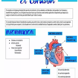 Imagen de portada para Curso online Esquema de Anatomia