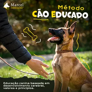 Imagem do curso Método cão educado - Marcel Abrantes