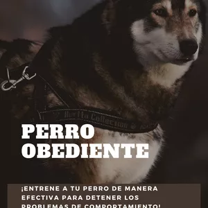 Imagen de portada para Ebook Perro obediente