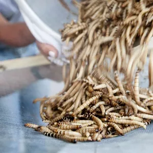 Imagem de Criação de Insetos Comestíveis - Tenebrio comum e Tenebrio gigante criado por Minirebanhos na hotmart