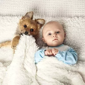 Imagen de portada para Curso online Un bebe llega a la familia multiespecie