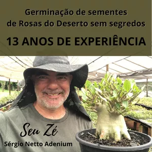 Curso Germinação de sementes de Rosas do Deserto sem segredos
