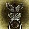 The wisdom of the zebra