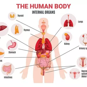 Cover image for Ebook "Vital Connections: Exploring the Inner Workings of Your Body Organs"