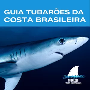Imagem de capa para o Curso online Guia Tubarões da Costa Brasileira