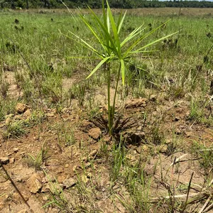 Imagen de portada para Curso online Palmas de moriche 
