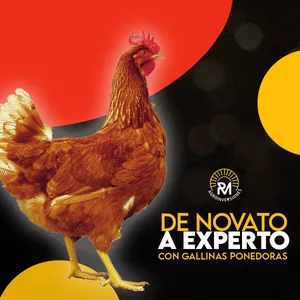 Imagen de portada para Curso online De Novato a Experto con Gallinas Ponedoras 
